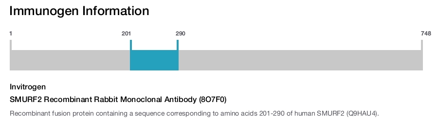 SMURF2 Recombinant Rabbit Monoclonal Antibody (8O7F0)