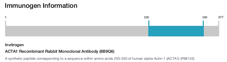 ACTA1 Recombinant Rabbit Monoclonal Antibody (8B9Q6)