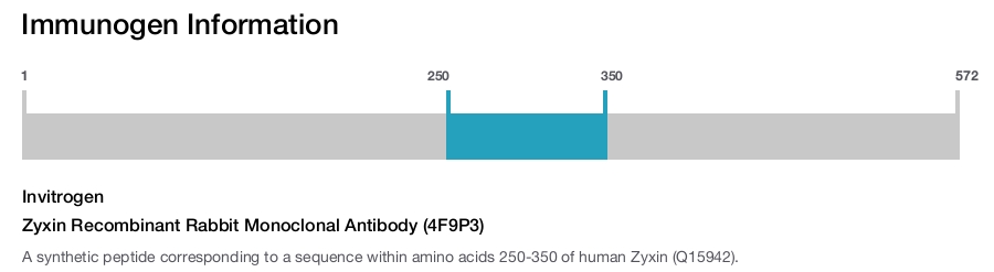 Zyxin Recombinant Rabbit Monoclonal Antibody (4F9P3)