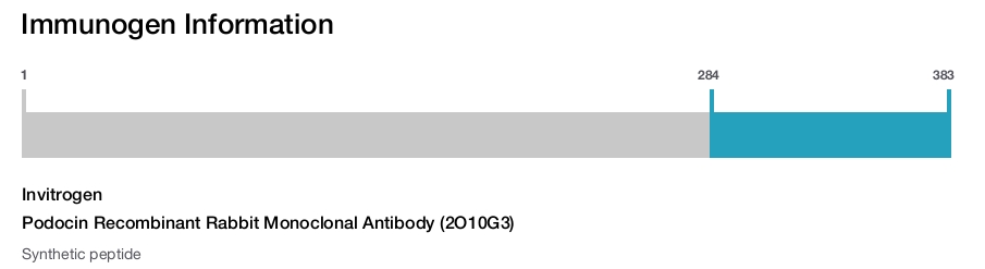 Podocin Recombinant Rabbit Monoclonal Antibody (2O10G3)