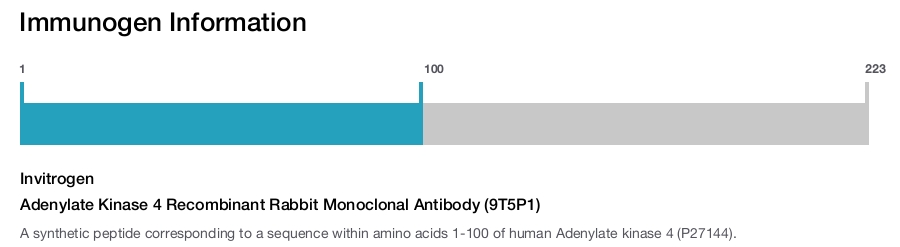 Adenylate Kinase 4 Recombinant Rabbit Monoclonal Antibody (9T5P1)
