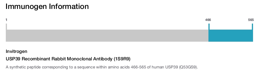 USP39 Recombinant Rabbit Monoclonal Antibody (1S9R9)