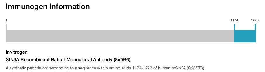 SIN3A Recombinant Rabbit Monoclonal Antibody (8V5B6)