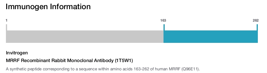 MRRF Recombinant Rabbit Monoclonal Antibody (1T5W1)
