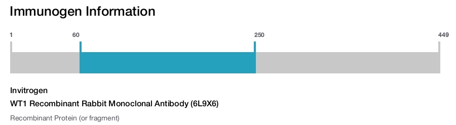 WT1 Recombinant Rabbit Monoclonal Antibody (6L9X6)