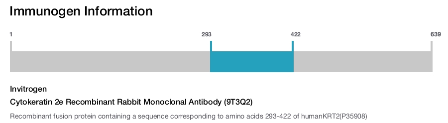 Cytokeratin 2e Recombinant Rabbit Monoclonal Antibody (9T3Q2)
