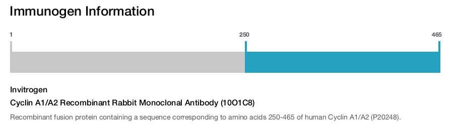 Cyclin A1/A2 Recombinant Rabbit Monoclonal Antibody (10O1C8)
