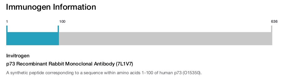 p73 Recombinant Rabbit Monoclonal Antibody (7L1V7)
