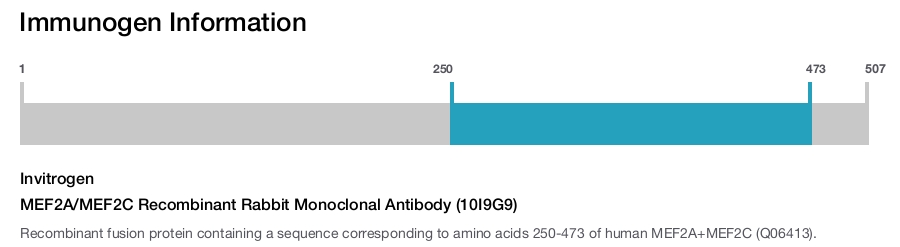 MEF2A/MEF2C Recombinant Rabbit Monoclonal Antibody (10I9G9)