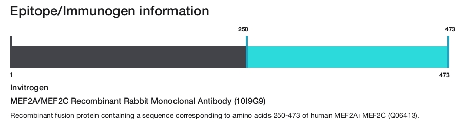 MEF2A/MEF2C Recombinant Rabbit Monoclonal Antibody (10I9G9)