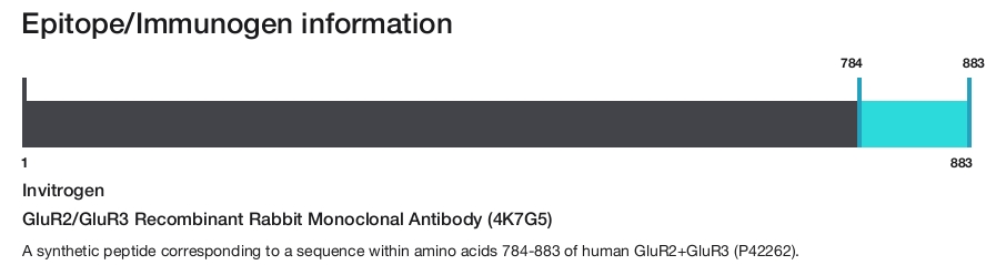 GluR2/GluR3 Recombinant Rabbit Monoclonal Antibody (4K7G5)