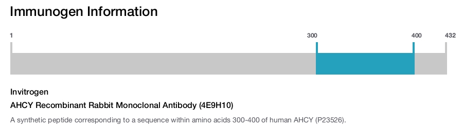 AHCY Recombinant Rabbit Monoclonal Antibody (4E9H10)