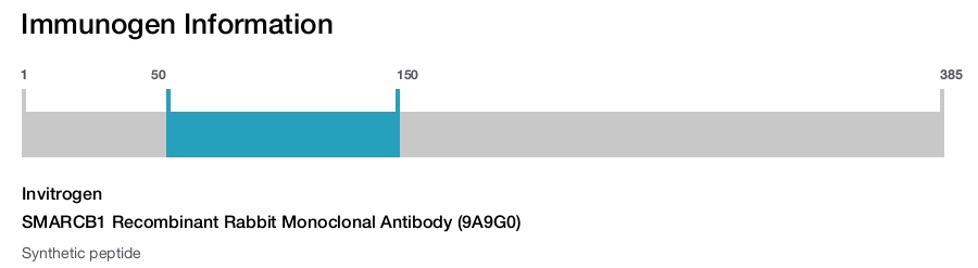 SMARCB1 Recombinant Rabbit Monoclonal Antibody (9A9G0)