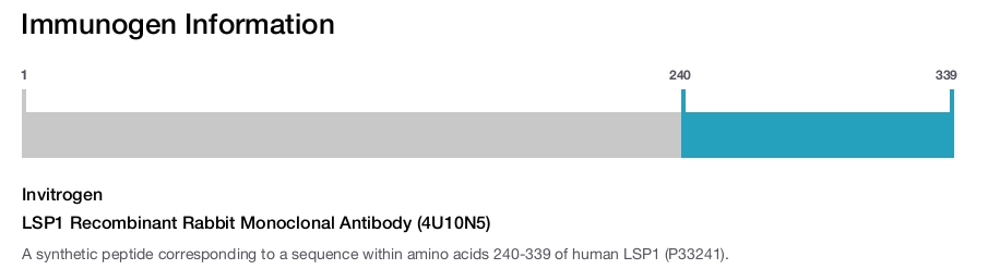 LSP1 Recombinant Rabbit Monoclonal Antibody (4U10N5)