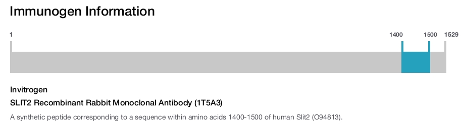 SLIT2 Recombinant Rabbit Monoclonal Antibody (1T5A3)