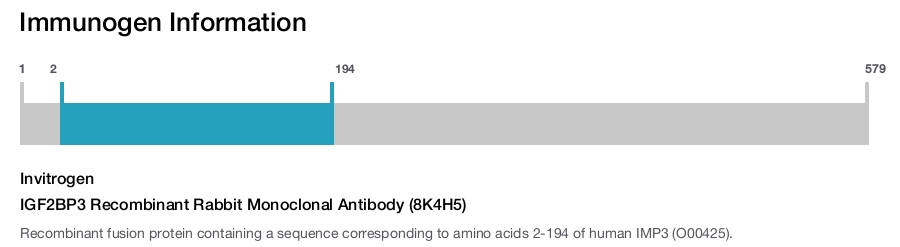 IGF2BP3 Recombinant Rabbit Monoclonal Antibody (8K4H5)