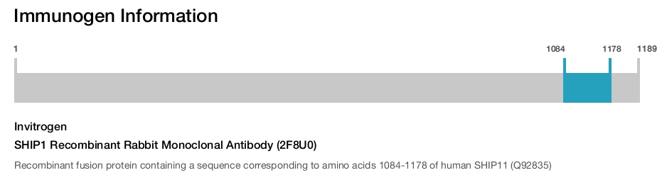 SHIP1 Recombinant Rabbit Monoclonal Antibody (2F8U0)