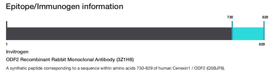 ODF2 Recombinant Rabbit Monoclonal Antibody (3Z1H8)