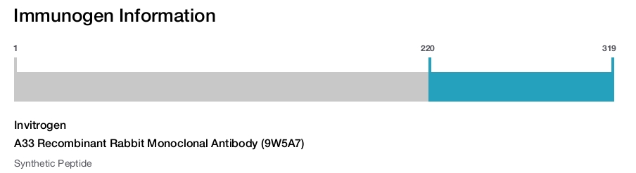 A33 Recombinant Rabbit Monoclonal Antibody (9W5A7)