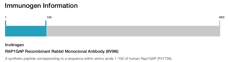 RAP1GAP Recombinant Rabbit Monoclonal Antibody (8V9I6)