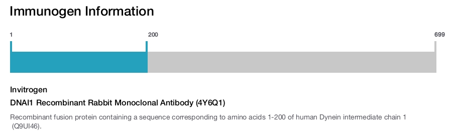 DNAI1 Recombinant Rabbit Monoclonal Antibody (4Y6Q1)