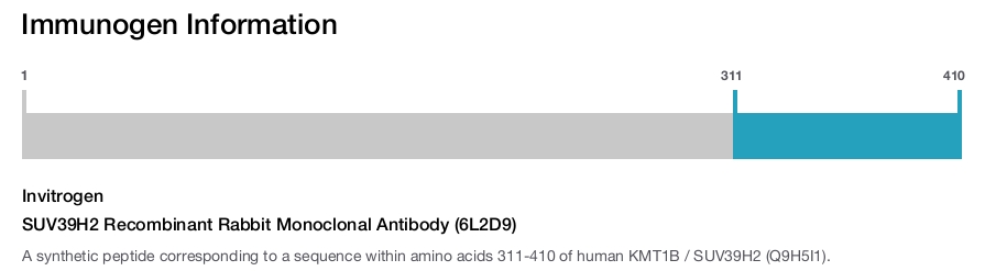 SUV39H2 Recombinant Rabbit Monoclonal Antibody (6L2D9)
