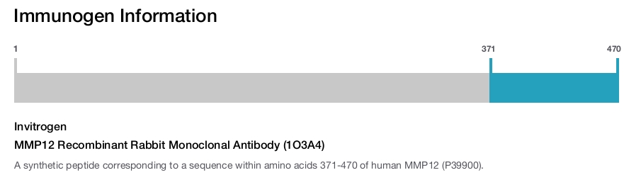 MMP12 Recombinant Rabbit Monoclonal Antibody (1O3A4)