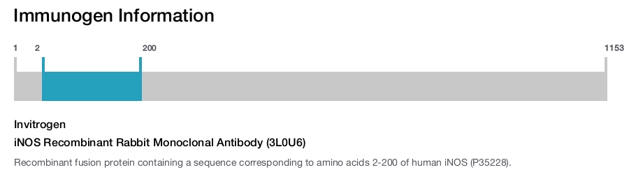 iNOS Recombinant Rabbit Monoclonal Antibody (3L0U6)