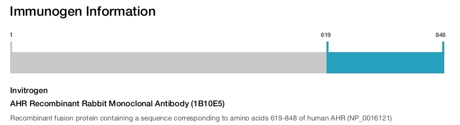 AHR Recombinant Rabbit Monoclonal Antibody (1B10E5)