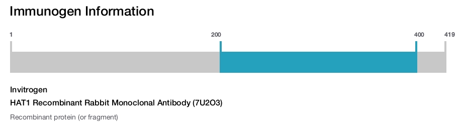 HAT1 Recombinant Rabbit Monoclonal Antibody (7U2O3)