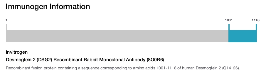 Desmoglein 2 (DSG2) Recombinant Rabbit Monoclonal Antibody (8O0R6)