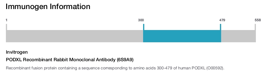 PODXL Recombinant Rabbit Monoclonal Antibody (6S9A9)