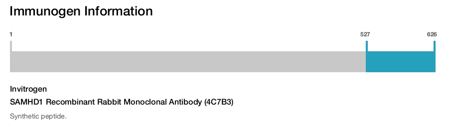 SAMHD1 Recombinant Rabbit Monoclonal Antibody (4C7B3)