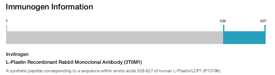 L-Plastin Recombinant Rabbit Monoclonal Antibody (3T0M1)