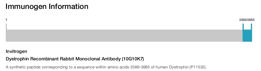 Dystrophin Recombinant Rabbit Monoclonal Antibody (10G10K7)