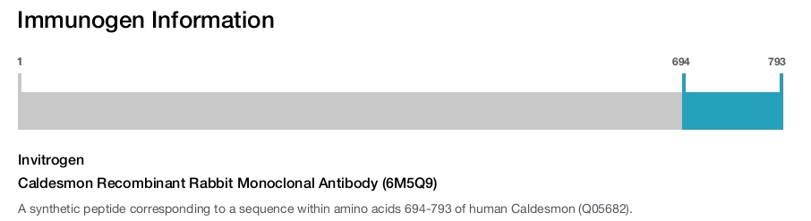 Caldesmon Recombinant Rabbit Monoclonal Antibody (6M5Q9)
