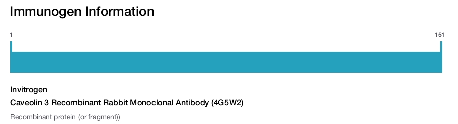 Caveolin 3 Recombinant Rabbit Monoclonal Antibody (4G5W2)