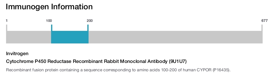 Cytochrome P450 Reductase Recombinant Rabbit Monoclonal Antibody (9U1U7)