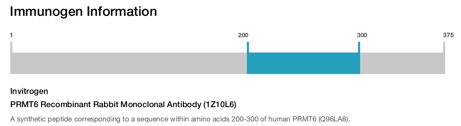 PRMT6 Recombinant Rabbit Monoclonal Antibody (1Z10L6)