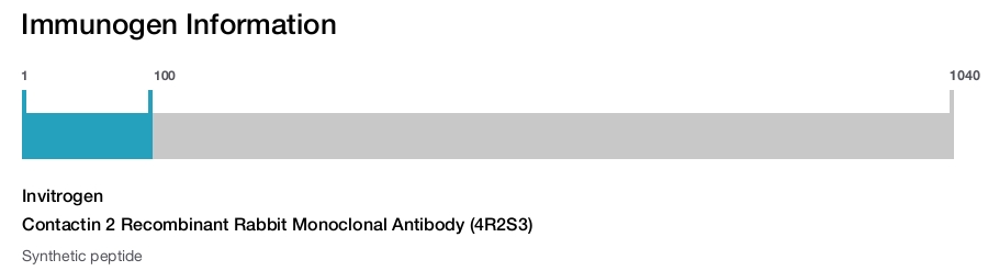 Contactin 2 Recombinant Rabbit Monoclonal Antibody (4R2S3)