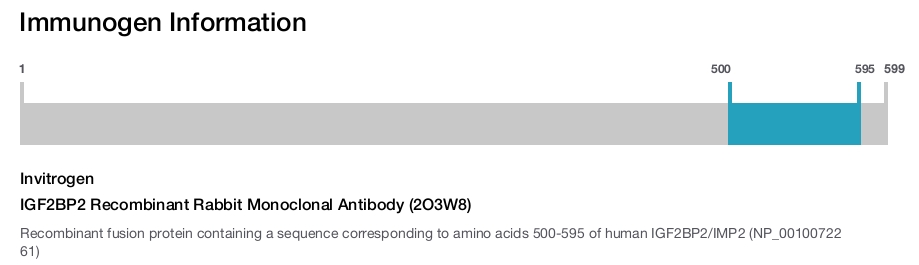 IGF2BP2 Recombinant Rabbit Monoclonal Antibody (2O3W8)