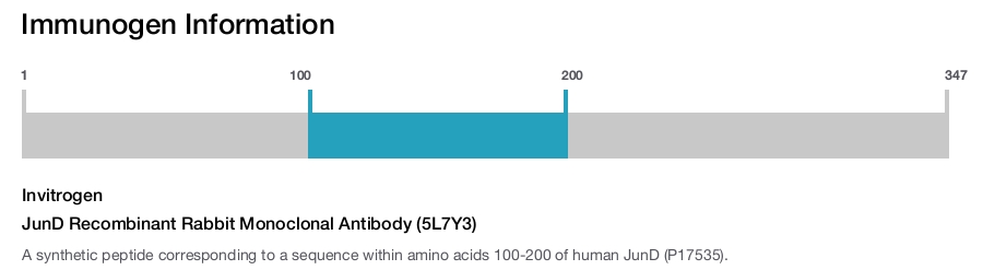 JunD Recombinant Rabbit Monoclonal Antibody (5L7Y3)