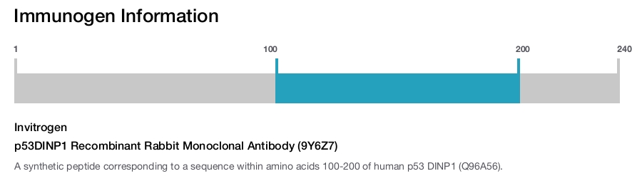 p53DINP1 Recombinant Rabbit Monoclonal Antibody (9Y6Z7)