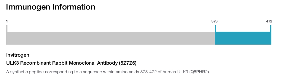 ULK3 Recombinant Rabbit Monoclonal Antibody (5Z7Z6)