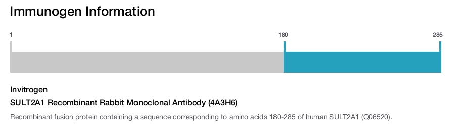SULT2A1 Recombinant Rabbit Monoclonal Antibody (4A3H6)