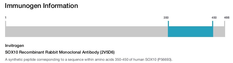 SOX10 Recombinant Rabbit Monoclonal Antibody (2V5D6)
