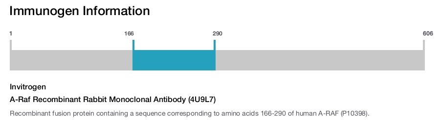 A-Raf Recombinant Rabbit Monoclonal Antibody (4U9L7)