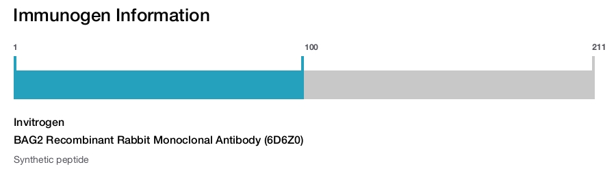 BAG2 Recombinant Rabbit Monoclonal Antibody (6D6Z0)