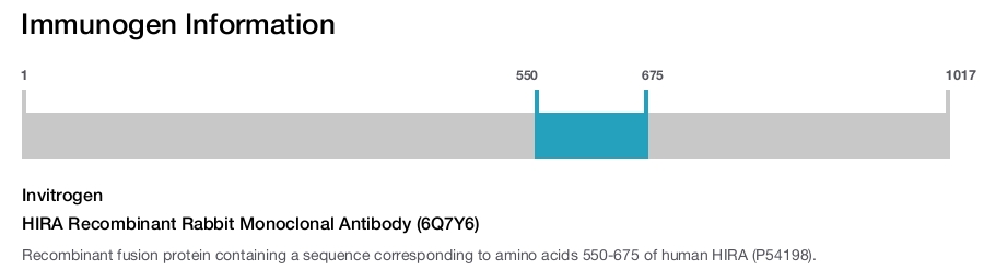 HIRA Recombinant Rabbit Monoclonal Antibody (6Q7Y6)