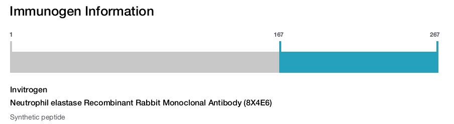 Neutrophil elastase Recombinant Rabbit Monoclonal Antibody (8X4E6)
